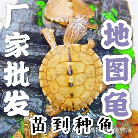 外塘养殖地图龟苗种活体小乌龟深水龟乌龟中华草龟批发-阿里巴巴 (474x474), Png Download